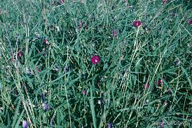 Image result for Centrostigma clavatum