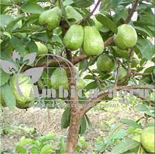 We did not find results for: Tissue Culture Taiwan Pink Guava à¤…à¤®à¤° à¤¦ à¤• à¤ª à¤§ à¤— à¤µ à¤µ à¤ª à¤² à¤Ÿ Ambica Agro Anand Id 19304207833