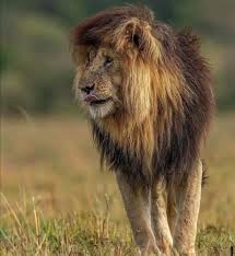 See more ideas about scarface, lions, african lion. Z2mp9kqjruio3m