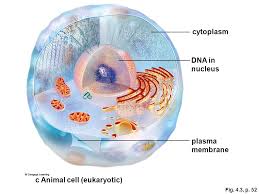 Maybe you would like to learn more about one of these? Cell Structure And Function Ppt Download