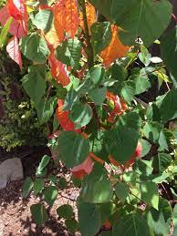 Native Poplar Or Bleeding Heart Homalanthus Nutans This Looks Like It Is A Homalanthus Nutans Syn Omalanthus Populifolius Hedging Plants Plant Leaves Plants