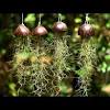 Spanish moss removal can be a tedious process, so make sure you hire a company that is experienced. 1