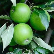 Here we look at fruit trees and homemade pest remedies for common pests and diseases. Granny Smith Apple Live Fruit Tree Shipped 4 Feet Tall By Das Farms No California Buy Online In Aruba At Aruba Desertcart Com Productid 189775603