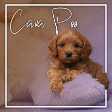 Akc lab puppies purebred 8 weeks north carolina, charlotte. Pin On Puppies