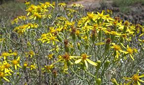 Image result for Senecio ruwenzoriensis