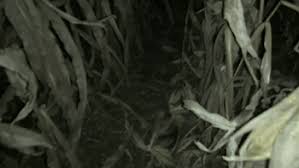 Clown In A Cornfield By Adam Cesare
