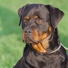 Sometimes, you may find dogs and puppies for free to a good home by an owner who may no longer be able to look after them because of personal circumstances. Puppyfind Rottweiler Puppies For Sale