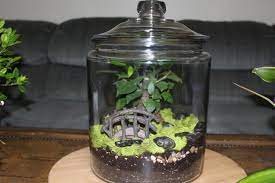 Ficus, or fig trees, are one of the commonest tropical trees. Ginseng Ficus Bonsai Terrarium I Took A Picture From My Newest Video Comin Soon In This One I Show You The Right Way To Make A Terrarium To Ensure Rot Or Mold