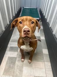 OWNER FOUND! Anyone recognize this sweet girl? She was found in the village  of Homer