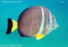 Black And White Spotted Saltwater Fish Api White Spotted Surgeonfish Common Foot Long Hawaiian Reef Fish Often Missed By People Because They Live Right In The Surf White Spot Beautiful Fish Fish Pet
