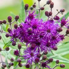 Image result for Vernonia purpurea