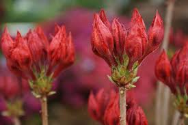 We did not find results for: Hd Wallpaper Italy Genoa Genova Nervi Flowers Flowering Plant Red Beauty In Nature Wallpaper Flare