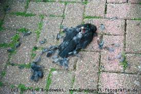 Was frisst der zilpzalp (auch weidenlaubsänger genannt)? Amsel Steckbrief Lebensraum Brutverhalten Bilder Referat