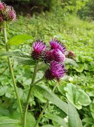 Image result for Carduus nyassanus