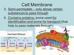 Simple diffusion is carried out by the actions of hydrogen bonds forming between water molecules and solutes. Ch 3 Cells Cell Membrane 1 Surrounds All Cells 2 Has A Phospholipid Bilayer Which Makes It Flexible And Fluid Ppt Download
