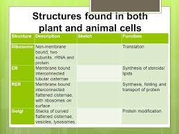 Maybe you would like to learn more about one of these? Plant Cell Structure Topic 4 4a Specification Topic 4 2 Compare The Ultrastructure Of Plant Cells Cell Wall Chloroplasts Amyloplasts Vacuole Tonoplast Ppt Download