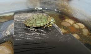 Turtles are social animals and can be kept together as long as. 14 Easy Steps To Make An Outdoor Turtle Enclosure Even If You Know Nothing The Turtle Hub
