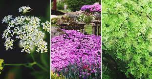 Low ground cover plants compete poorly with weeds. 16 Fast Growing Ground Cover Plants To Transform Your Yard