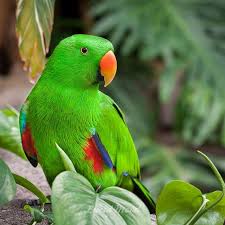 large green parrot photography print bird photograph by lucidmood photography print green bird parrot large green parrot photography print