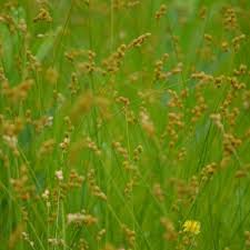 Image result for Cynorkis brevicalcar