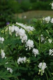 Image result for Dicentra spectabilis alba