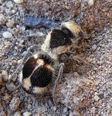 Image result for panda ant