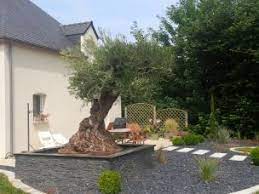 Évitez de planter un olivier durant les périodes de gel et de fortes chaleurs. Olivier Et Paysagisme Nos Realisations Morbihan Bretagne Oliviers Centenaires