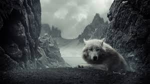 If you're looking for the best wolf wallpaper 1920x1080 then wallpapertag is the place to be. Wolf Wallpapers 1920x1080 Full Hd 1080p Desktop Backgrounds