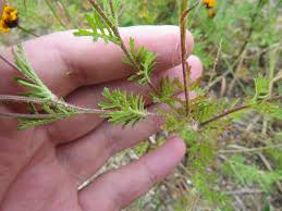 Image result for Dyssodia