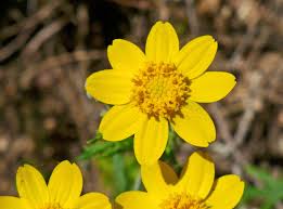 Image result for Eriochloa macclounii