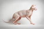 AVAILABLE KITTENS - Sphynx cat