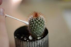 Many Cacti Can Be Successful Houseplants All Are Succulent Plants And They Have Two Basic Kinds Of G Indoor Cactus Plants Indoor Cactus Outdoor Cactus Garden