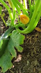 Wanda Bloomer (wbloomer66)