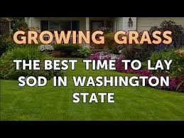 The best time for application is when forsythia (theshrub that blooms in early spring with yellow flowers) hasbeen in bloom for a week or more. The Best Time To Lay Sod In Washington State Youtube