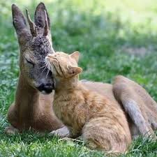 New World Is So Real Cute Animals Cute Baby Animals Unlikely Animal Friends