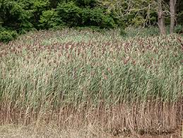 Image result for Phragmites australis