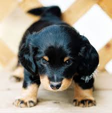 This is a chocolate and tan smooth. Image Of Dachshund Puppy With Long Hair In Black And Tan Looks So Lovely Jpg