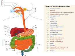 Maybe you would like to learn more about one of these? Soal Dan Jawaban Ipa Kelas Vii Semester 2 Halaman 26 Sistem Pencernaan Diagram Gambar