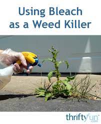 If bleach accidentally spills on a desirable plant, use a hose to wash the clorox bleach is a good choice for killing weeds that grow in the cracks of a sidewalk, driveway or patio. Using Bleach As A Weed Killer Thriftyfun