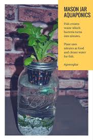 How Mason Jar Aquaponics Works Fish Waste Used As Fertlizer By Plant Plant Cleans Water For Fish Mini Ecosystem Aquaponics Aquaponics Fish Aquaponics System