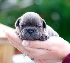 Contact us to reserve your puppy. Brindle Newborn French Bulldog Puppies Pets Lovers