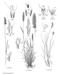 Image result for Anthoxanthum