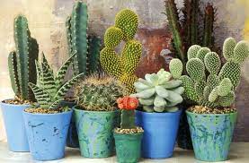 They are cute, weird, and completely irresistible, making them just the perfect choice in adding a bit of pep and beauty to your space. The Surprising Benefits Of Having Cacti On Your Desk