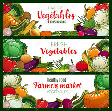 If you want to avoid gmo squash or zucchini, always buy organic to be on the safe side, the ewg's while monsanto attempted to sell gmo sweet corn directly to consumers and was buttressed by a deal with only 10 percent of sweet corn is gmo as of 2018 according to the washington post, and most. Vegetables Organic Farm Food Veggies And Gmo Free Vegetarian Food Banners Vector Corn Broccoli And Zucchini Squash Asparagus And Cauliflower Vegan Pumpkin And Cucumber Carrot Tomato And Salads Royalty Free Cliparts Vectors