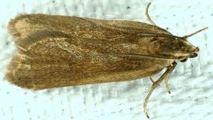 Image result for Acompsia subpunctella