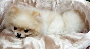 Pomeranian Boo Cinsi Buyumeyen Kopegi Satisa Cikardi Son Dakika Haberleri