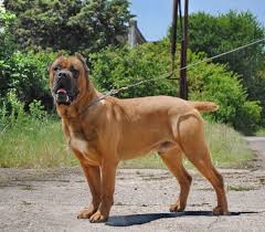 brown cane corso kane korso porody sobak sobaki