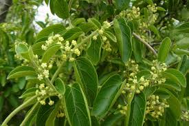 Image result for Secamone africana