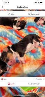 We did not find results for: Penny S Basset Hounds In Houston Tx Home Facebook