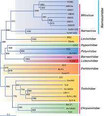 The Positive Sense Single Stranded RNA Viruses